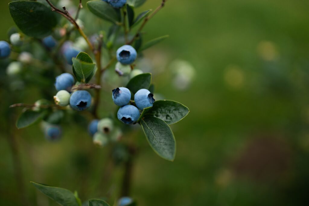 Maine Blueberries