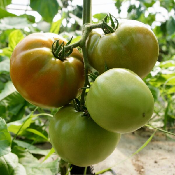 Jonesport Beals Garden